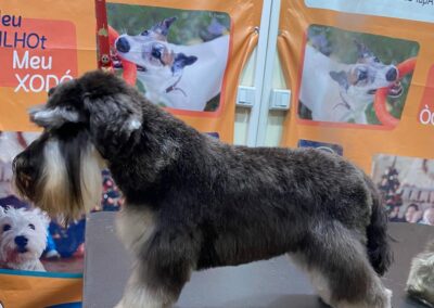 Schnauzer