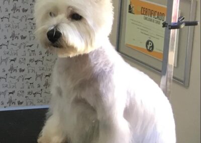Westie