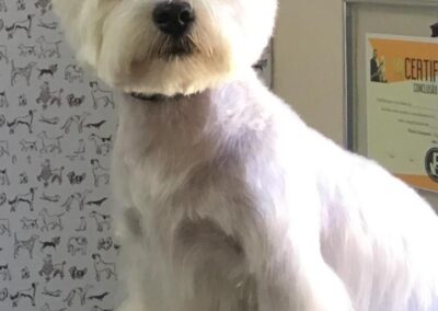 Westie