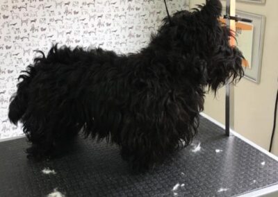 Scottish Terrier