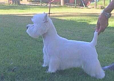 Westie