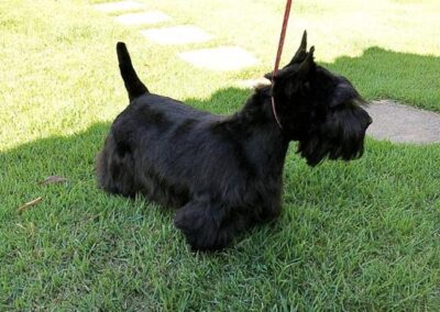 Scottish Terrier